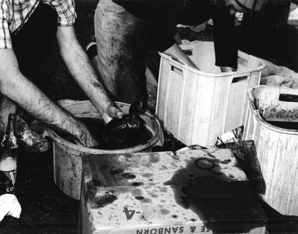 Unidentified volunteer clean ducks .
