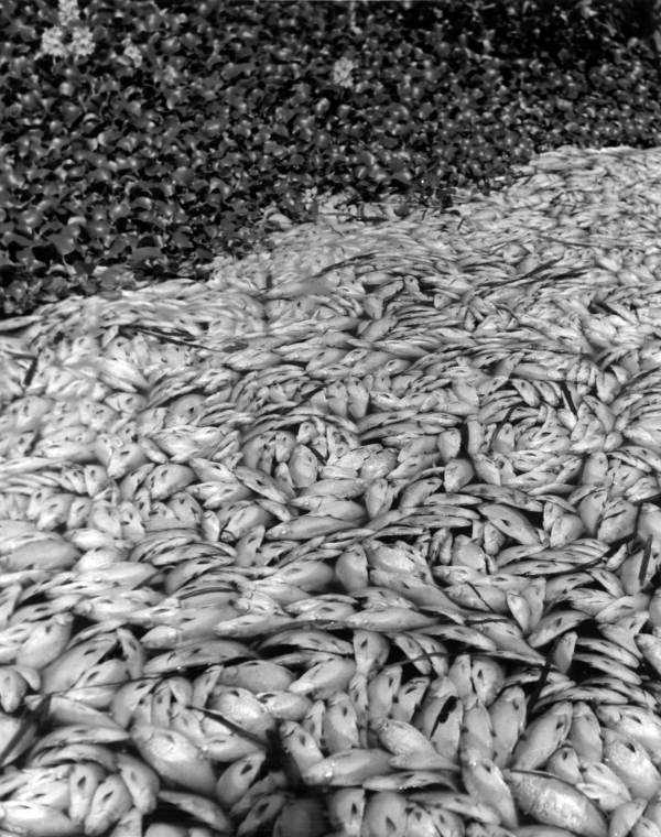 View of dead Gizzard shad killed during selective poisoning using rotenone.