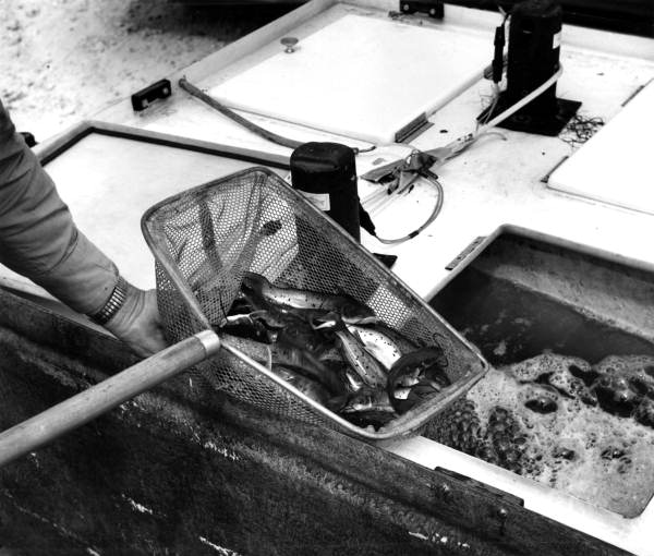 Fish being fished out to be released