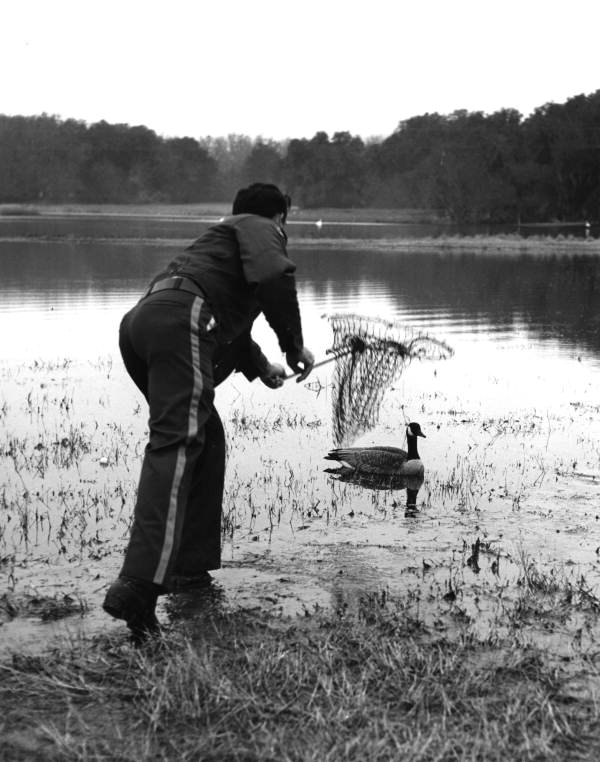 Biologist Jimmy McDaniel catching a goose with a net.