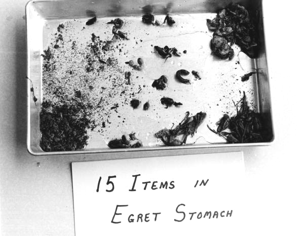 Samples of Cattle Egret food sources