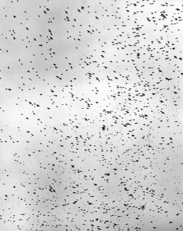 Birds flying