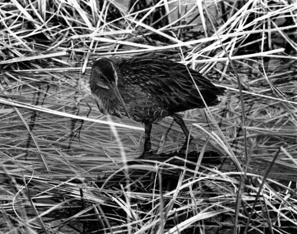 View of a Clapper Rail - Leon County, Florida