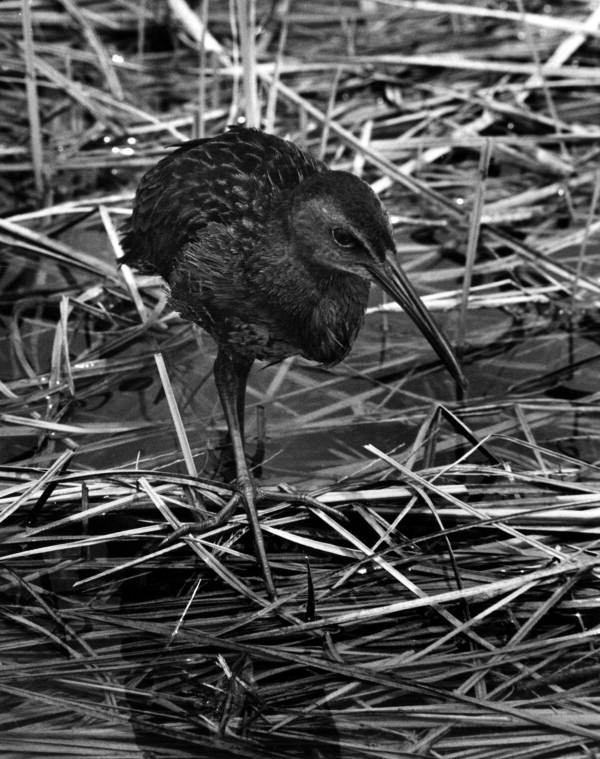 View of a Clapper Rail - Leon County, Florida
