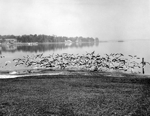 Flock of Black Skimmer birds - Saint George Island, Florida