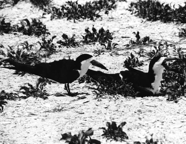 Black Skimmer birds on the beach - Saint George Island, Florida