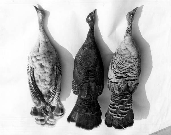 Wild turkey specimens showing rare aberrations.