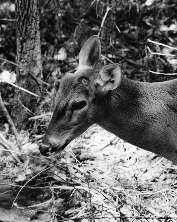 White-tailed deer who has shed its antlers