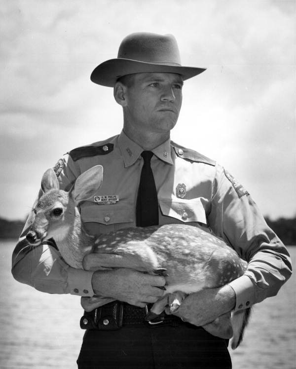 G.W. Phelps holds a young deer