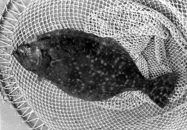 Close up of fish