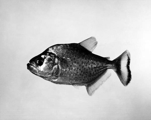 View of a Piranha