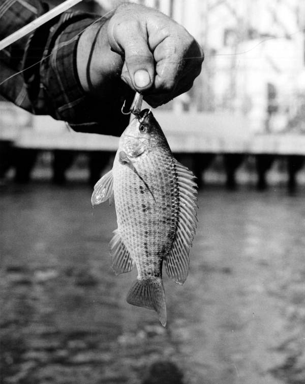Tilapia on a hook