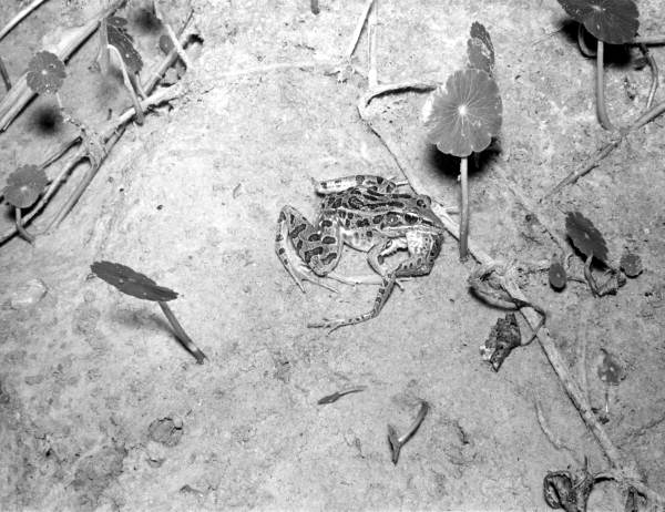Pickerel frog feeding on a frog
