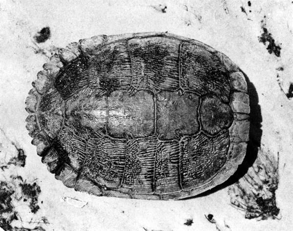 Shell of red-eared turtle
