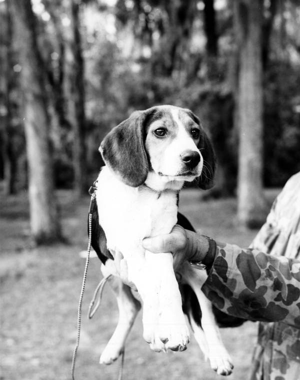 Beagle puppy