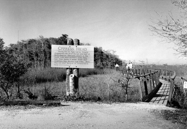Sign near boardwalk about cypress heads .
