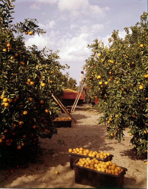 View showing oranges being harvested in the groves - Winter Garden, Florida.