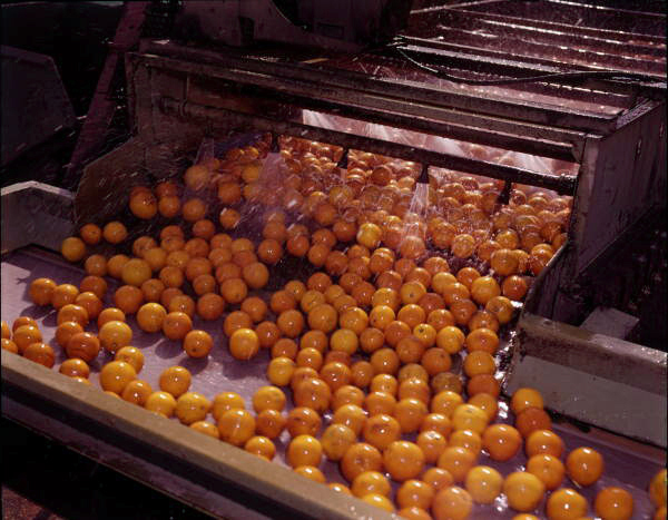 View showing oranges being washed - Winter Garden, Florida.