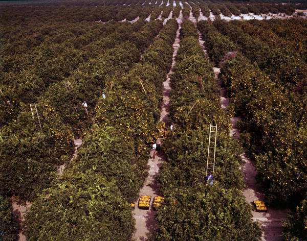 View of orange groves - Winter Garden, Florida.