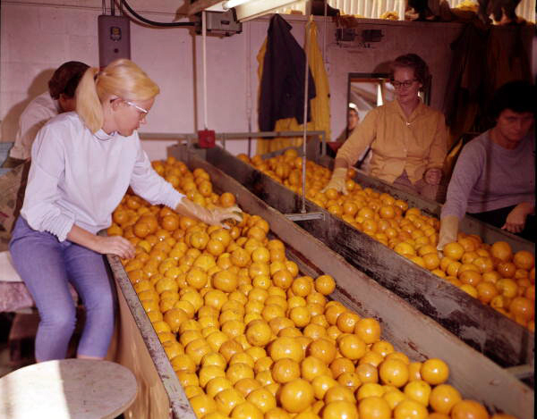 Workers looking over oranges.