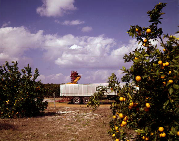 View looking towards truck being loaded in an orange grove.