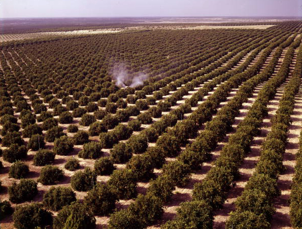 Aerial view of orange groves - Winter Garden, Florida.