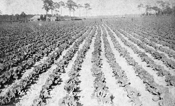 Cabbage, Hiear's & Clark's - Eustis