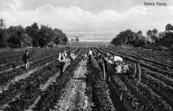 Celery farm