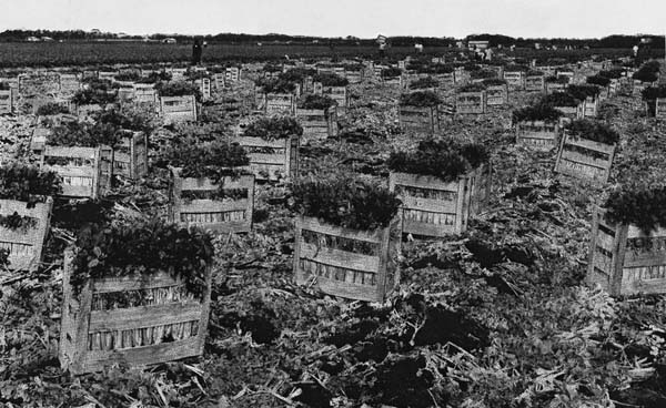 Celery harvest and packing - Palmer Farms, Sarasota, Florida