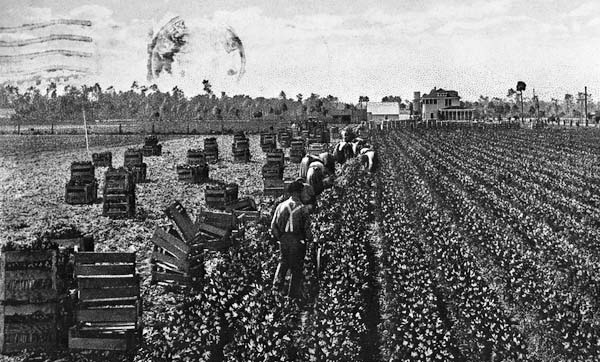 Harvesting celery - Sanford, Florida
