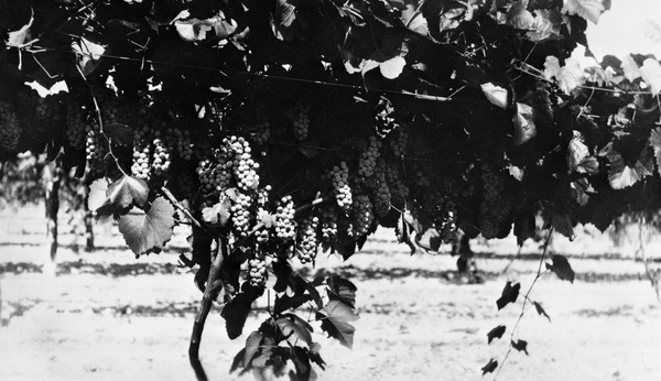 Grapes in Lake County