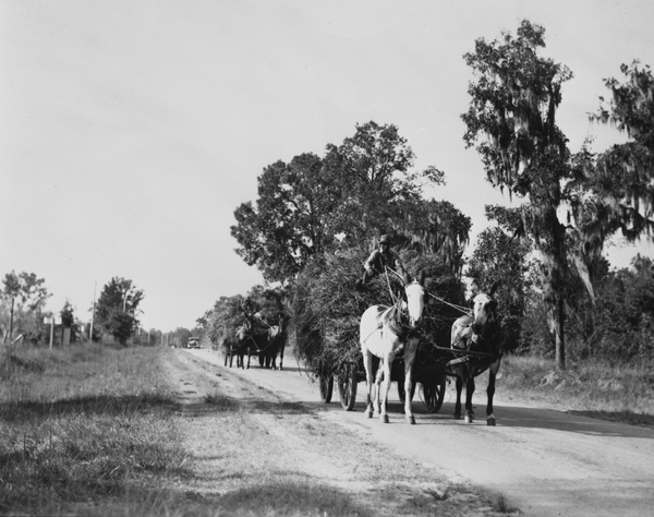 Mule drawn hay wagons at the Cherry Lake Rural Rehabilitation community - Cherry Lake, Florida