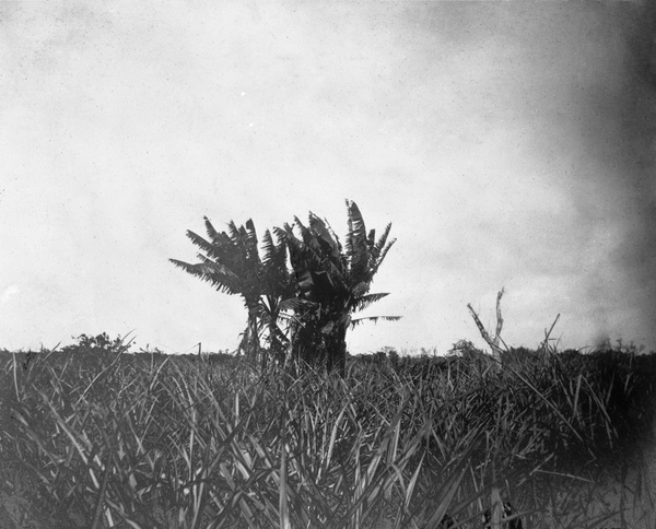 Pineapple fields in South Florida