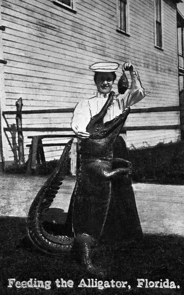 Feeding the alligator