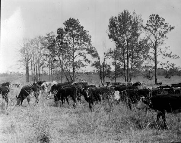 Drought stricken cattle sent to Cherry Lake Rehabilitation Community from the middle west - Cherry Lake, Florida