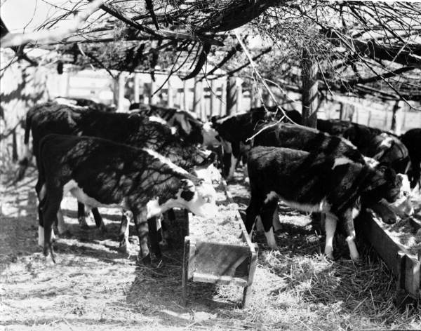 Shaded feeding area at Cherry Lake Rural Rehabilitation Community bCherry Lake, Florida