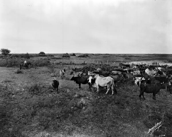 Cattle in Sebring - Florida