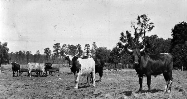 C.P. Howell's stock farm - Ocala, Florida