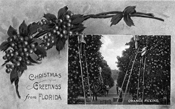 Christmas greetings from Florida