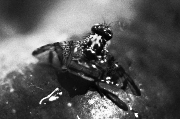Mediterranean fruit-fly