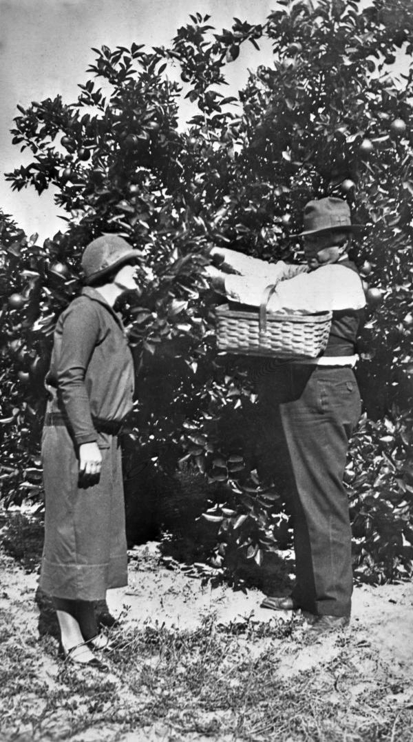 Couple picking oranges - DeLand, Florida
