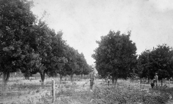 Two men in citrus grove