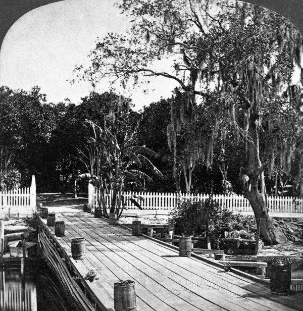 Colonel Hart's orange grove on the Saint Johns River - Palatka, Florida