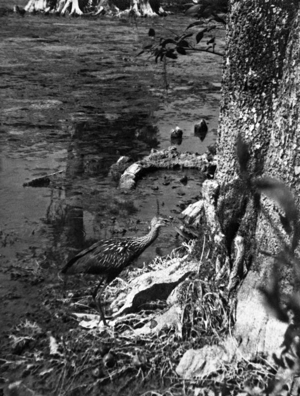 Limpkin at Wakulla Springs