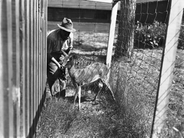 Captive deer at De Leon Springs