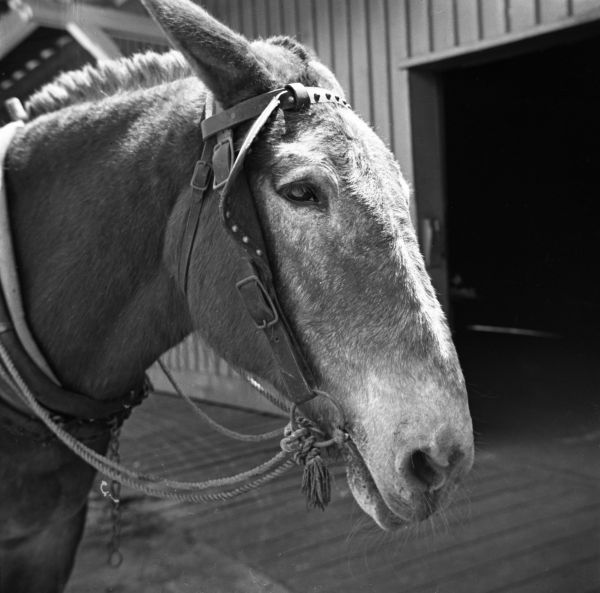 Face of a mule