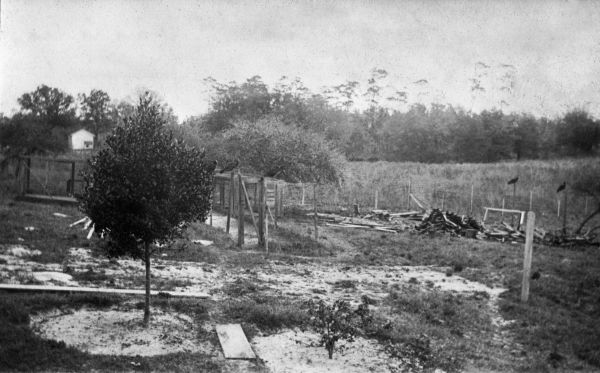 Turkey buzzards roosting on hen fence - De Land, Florida
