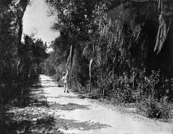 Audubon Avenue looking south - De Leon Springs, Florida