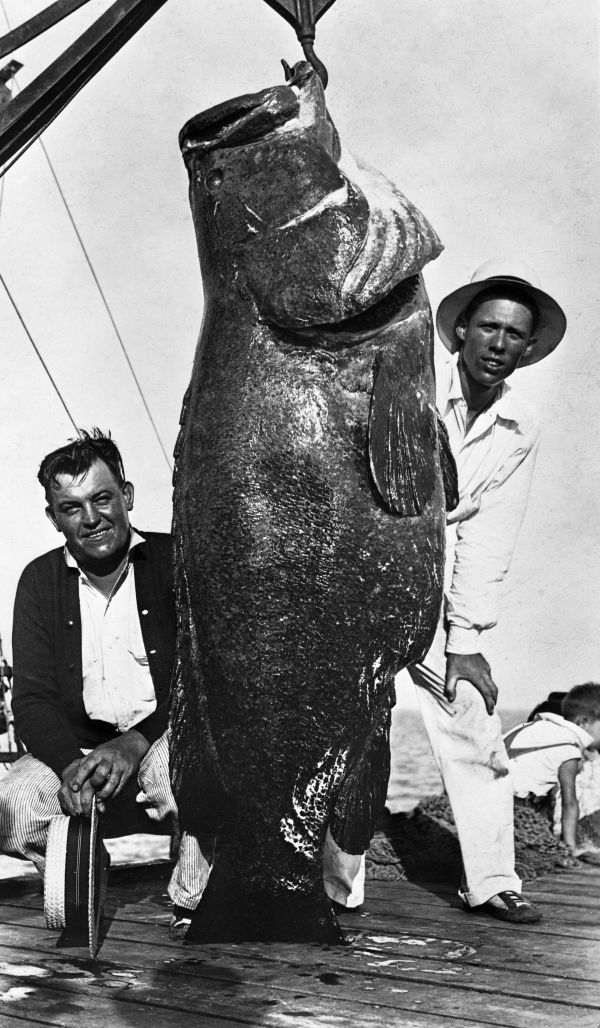Warsaw grouper (Epinephelus nigritus) caught in the Halifax River displayed at Gene Johnson's Tackle Shop - Daytona Beach, Florida.