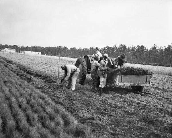 Workmen remove pine seedlings from Florida Forest Service nursery beds